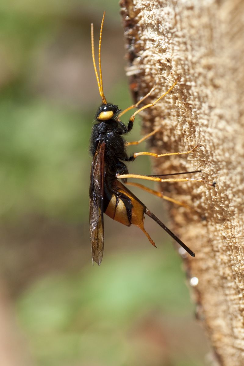 Urocerus gigas